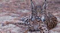 Exploring Doñana and the Iberian Lynx