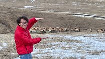 Authentic Mongolian two days tours in Terelj & Khustai National P