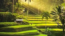 Ubud Highlight Rice Terrace,Waterfall,Temple and Art village