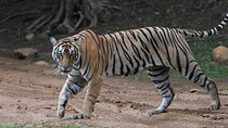 Tiger Safari In Ranthambore Day Trip 