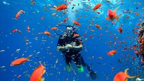 Diving in Hurghada for Beginners With Lunch and Transfer