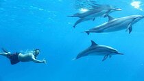 Hurghada Dolphin House Snorkeling Cruise with Lunch