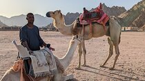 One Hour Camel Riding Adventure With transfer From Hurghada