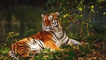 Ranthambore Tiger Safari Tour from Delhi with All Meals