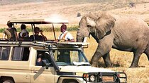 1 Day Private Ngorongoro Crater Safari