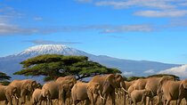 2 Days Amboseli National Park safari and Mount Kilimanjaro