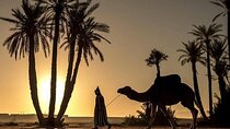 Sunset Camel Ride in the Palmerai of Marrakesh