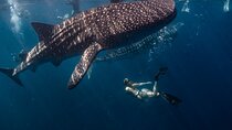 Cebu Whaleshark Watching and Sumilon Sandbar