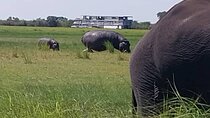 Chobe River 4WD Tour from Victoria Falls