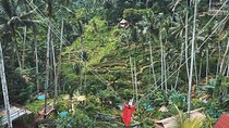 Ubud Private Tour: Waterfall, Monkey Forest, Rice Terrace, Temple