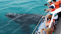 Boat Based Whale Watching from Hermanus