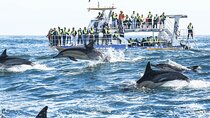 Full Day Hermanus Whale Watching and Wine Route Experience