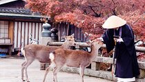Nara Private Tour with Pick and Drop and English Speaking Driver