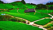 Green Tea Fields, Serene Nature of Kyoto, Uji (Convertible/Van)