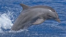 ViP Full Day Swimming With Dolphin Sea Trip With Lunch - Hurghada