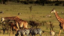 Tala Game Reserve, Phezulu Safari and Natal Park from Durban