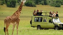 Half Day Safari - Tala Game Reserve and Natal Lion Park fr Durban