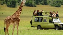 Tala Game Reserve and Phezulu Safari Park from Durban