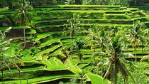 Half Day Customized Ubud Highlight Tour