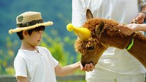 Private Tour: Nami Island& (Alpaca World 'or' Morning Calm)&Lunch