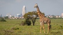 Day Trip to Nairobi National Park
