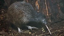 Nocturnal Wonders Tawharanui Kiwi Spotting and Stargazing Tour