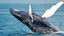 Full-Day Whale Watching Experience in Hermanus and Wine Tasting