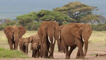 6 Days Tour of Amboseli Tsavo West and Tsavo East National Parks