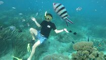 Bali Tropical Snorkeling and Mangrove Cruise