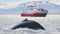Whale Watching from the Heart of Akureyri