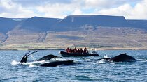 RIB boat express: Whales, Eyjafjord and Akureyri