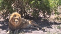 Full Day Private Trip From Cape Town to Aquila Game Reserve