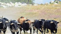 Visit to a brave bull farm in Andalusia