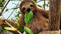 Panama Aerial Tram & Sloth Encounter Combo Tour