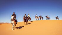 Whispers of the Dunes: A Doha Horse Riding Experience
