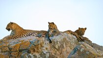 Leopard Half Day Yala National Park Eleven Safari