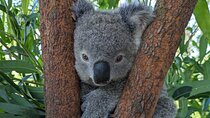Koala & Kangaroos Experience, Waterfalls and Scenic Train Journey