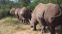 Rhino Walking Safari