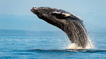 Sydney Whale Watching Adventure Cruise