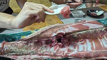 Tsukiji Fish Market Tour & Buy fish to eat at Hidden Home Kitchen
