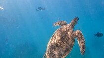 Paradise Honu Snorkeling Tour