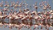 Full-Day Bird Watching Tour to Lake Nakuru National Park
