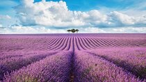 PRIVATE TOUR: The Lavender Fields and the Verdon Gorges