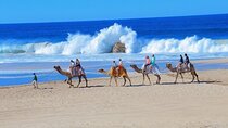 Cabo San Lucas Camel Ride and Encounter on Beach and Desert