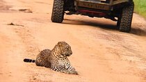 Wilpattu National Park Leopard safari from Colombo/Negambo