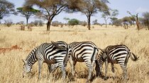 4-Day Private Safari in Mikumi & Ruaha National Parks