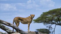 5 Day Serengeti to Ngorongoro Tanzanian Safari Tour
