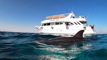 Royal Dolphin House Sea Trip Hurghada 