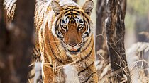7-Day Private Tour Indian Wildlife and Palaces from Colombo Port