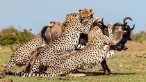 6 Days Private Safari Tour in Kenya from Nairobi with Meals